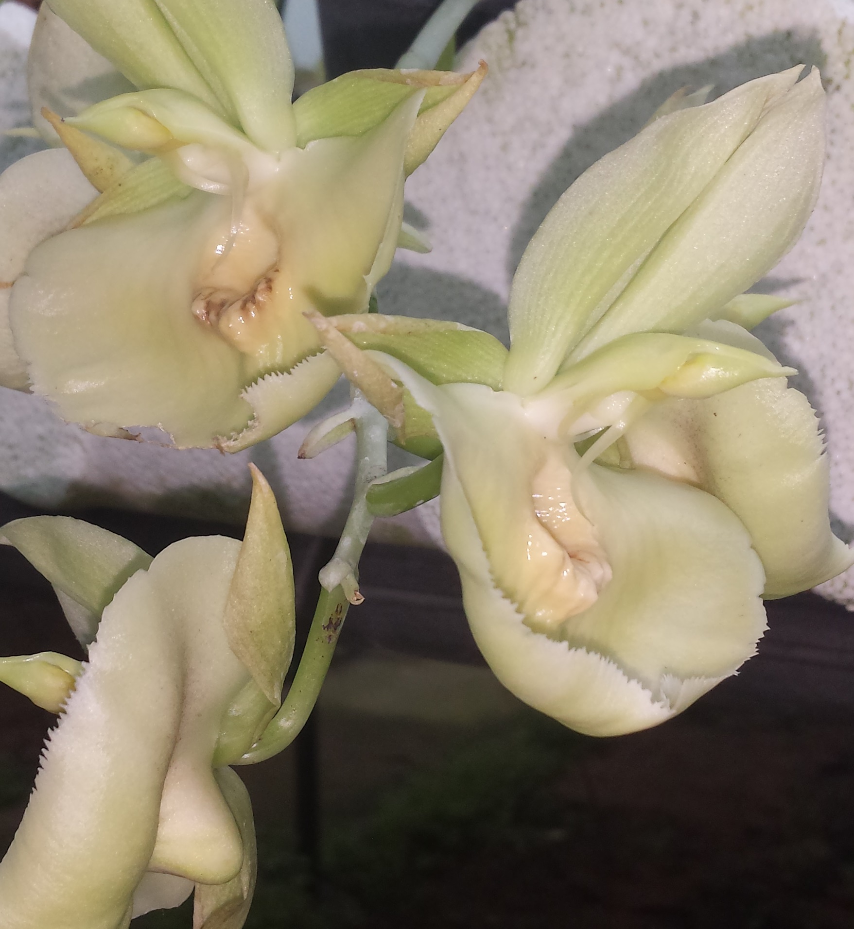 queensland-orchids-1