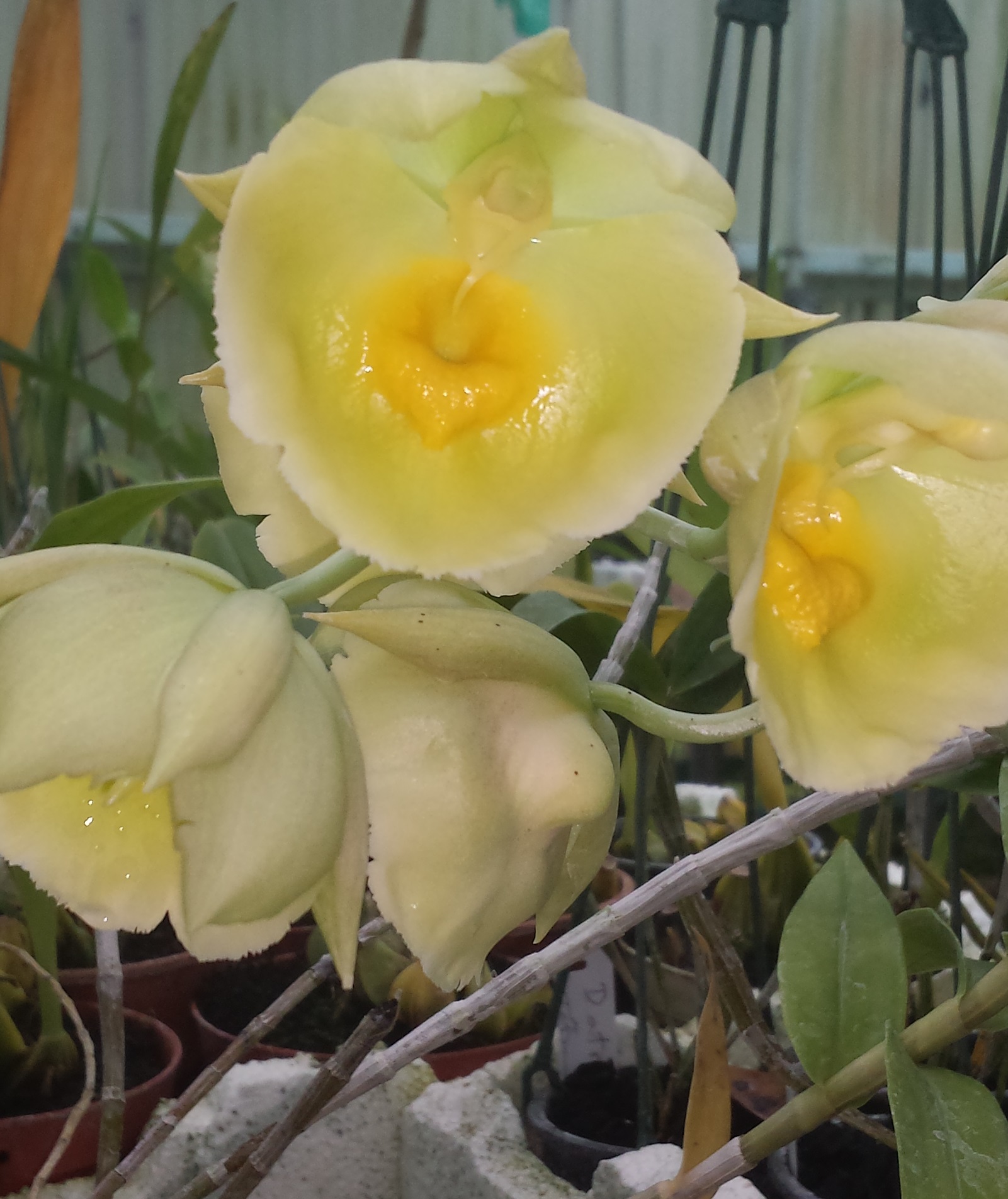 queensland-orchids-2