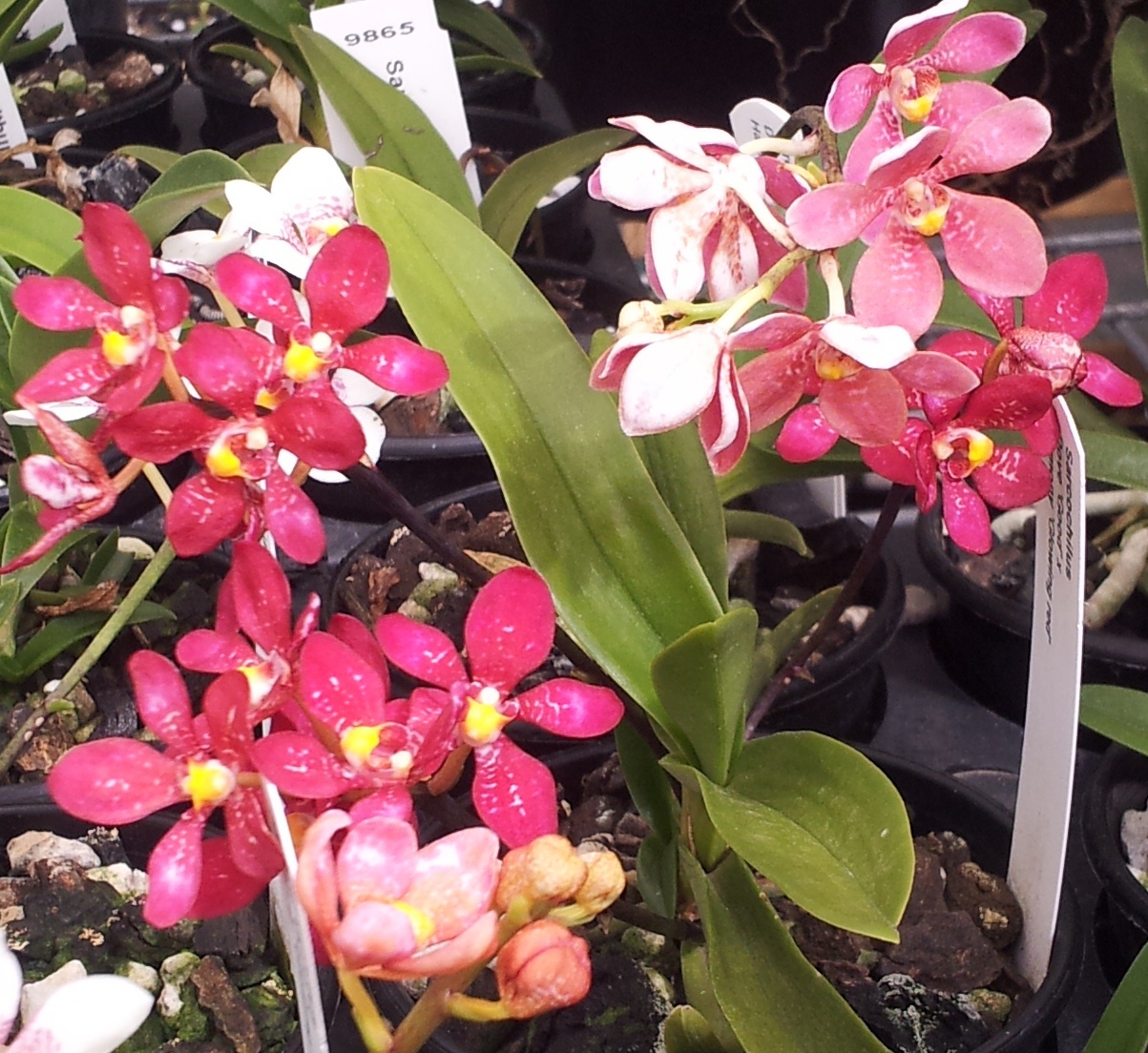 Keeping Sarcochilus Orchids happy in the heat