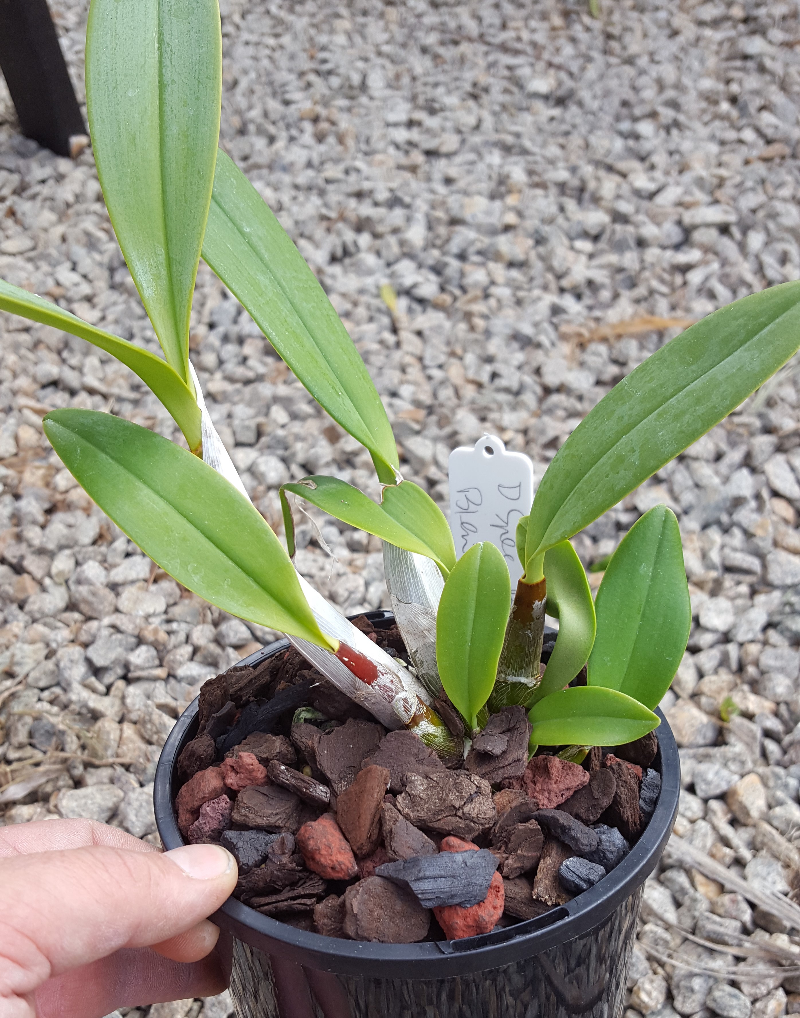 Dendrobium speciosum ("Big Boy" x "Windemere") x "Blew Moon" 150mm pots