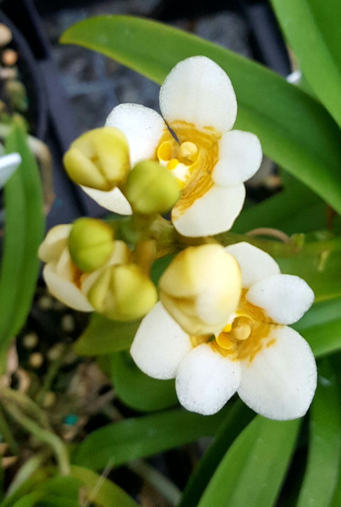 sarcochilus