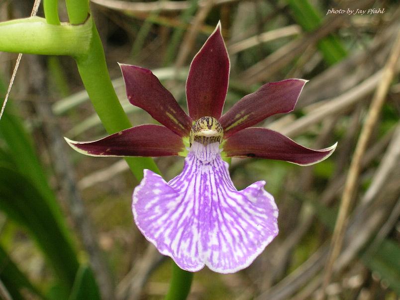 zygopetalum mackeyii