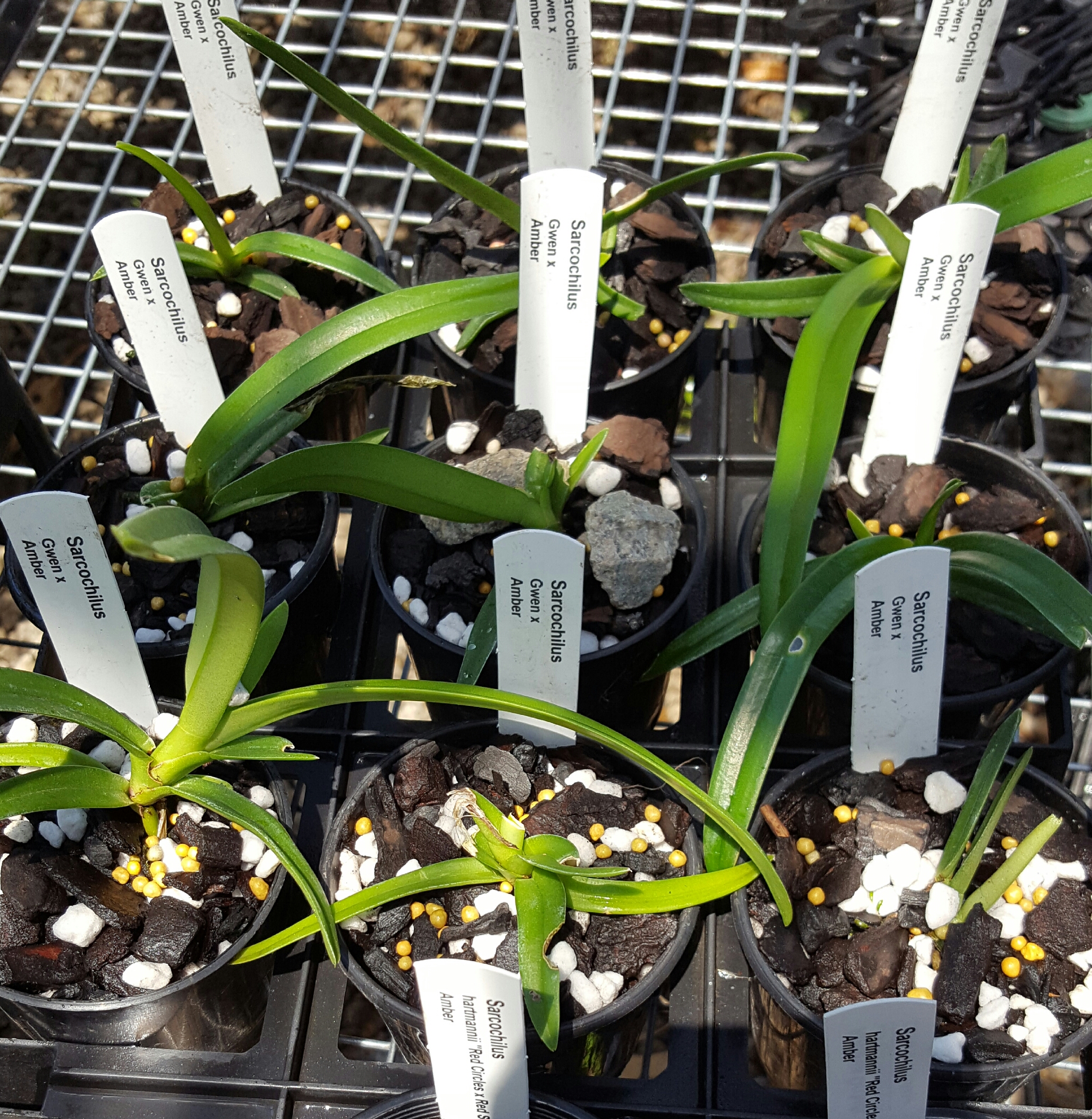 Sarcochilus